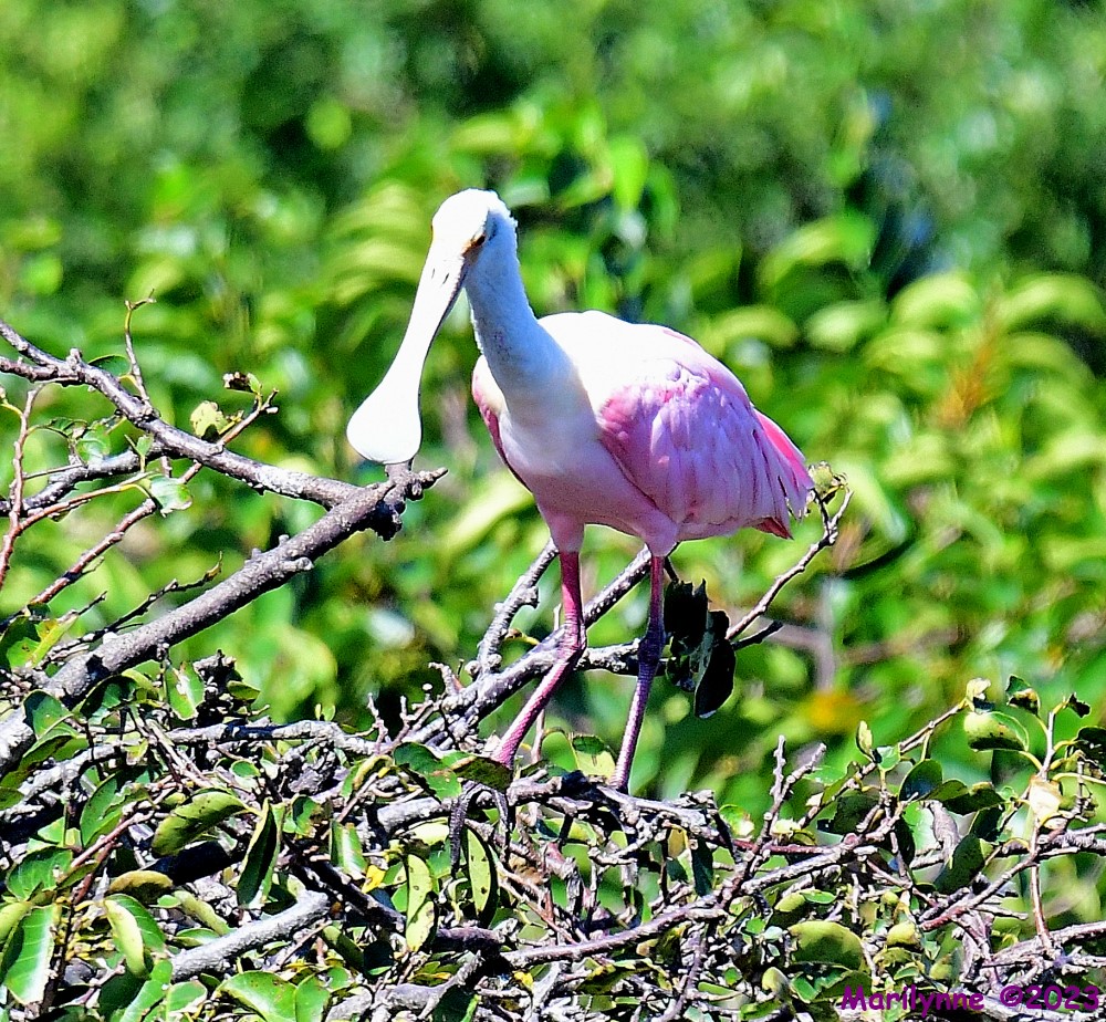 DSC_1148_001.JPG