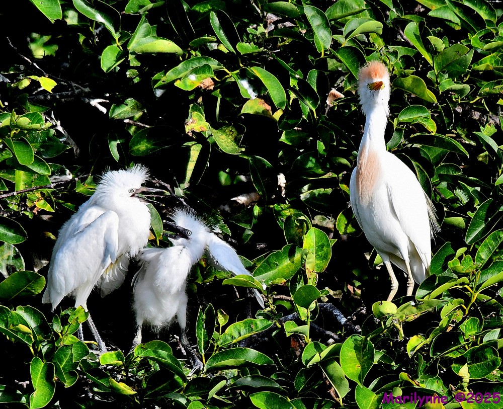 DSC_1148_001.JPG