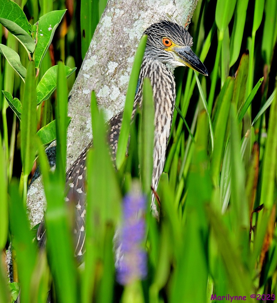 DSC_1151_001.JPG