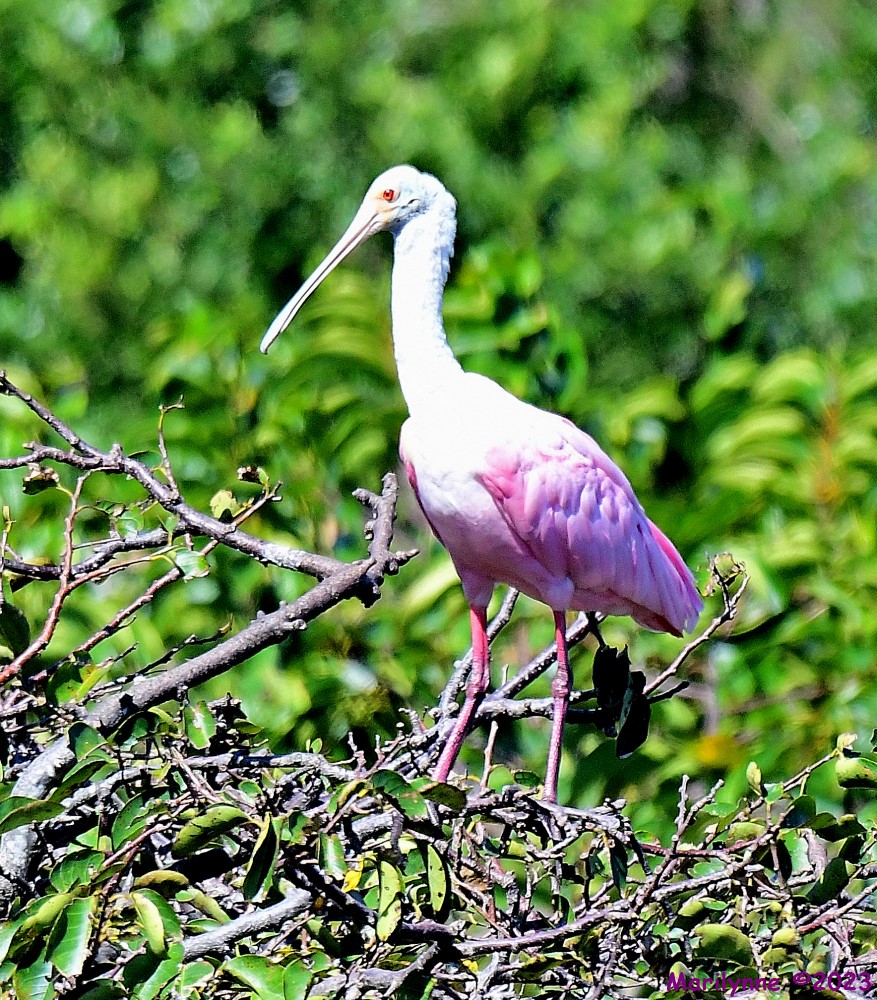 DSC_1152_001.JPG