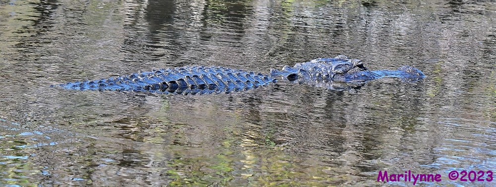 DSC_1153_001.JPG