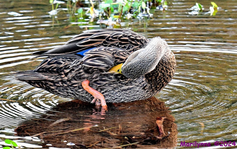 DSC_1153_001.JPG