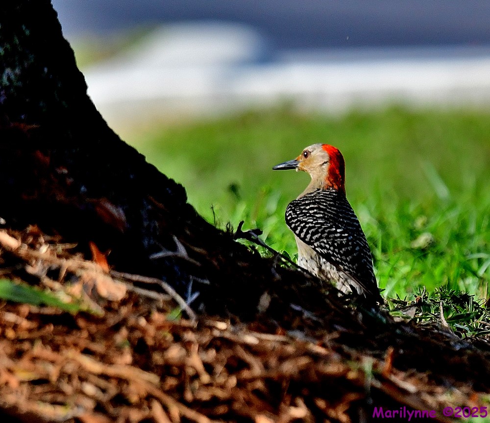 DSC_1153_001.JPG