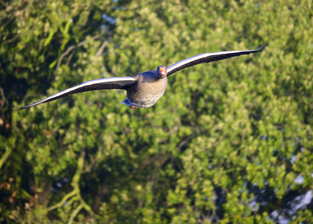 DSC_1155.jpg