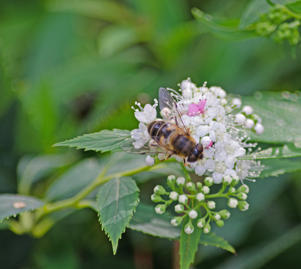 DSC_1157.jpg