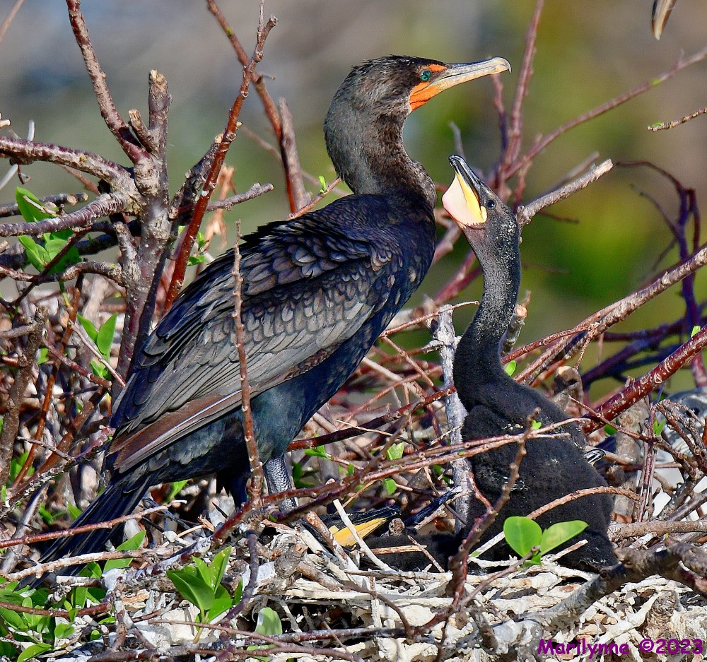 DSC_1157_001.JPG