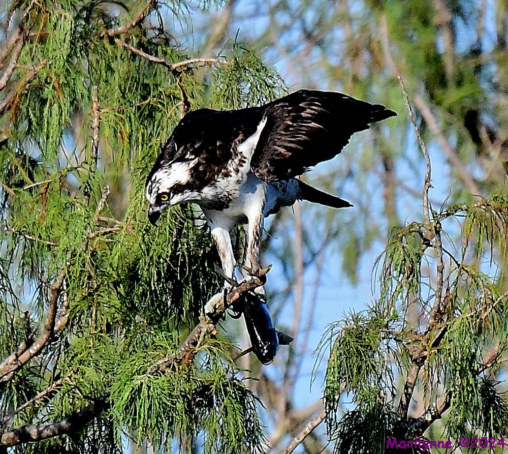 DSC_1157_001.JPG