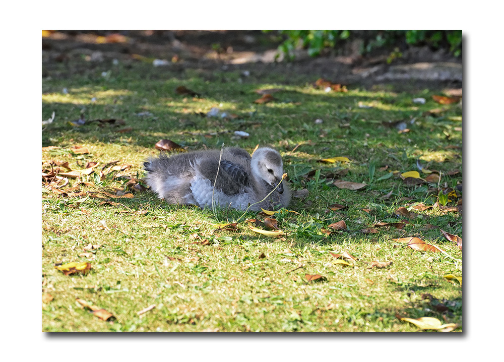 DSC_1158.jpg
