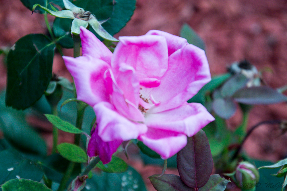 DSC_1160.jpg