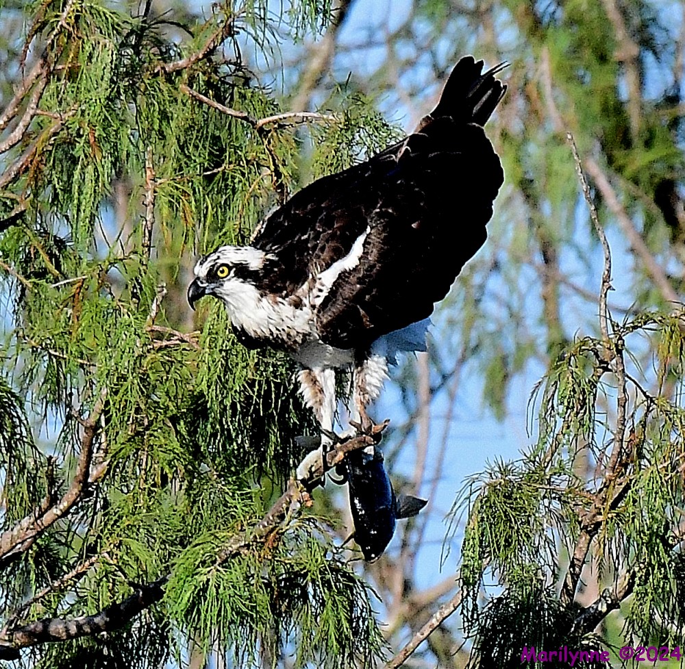 DSC_1160_001.JPG