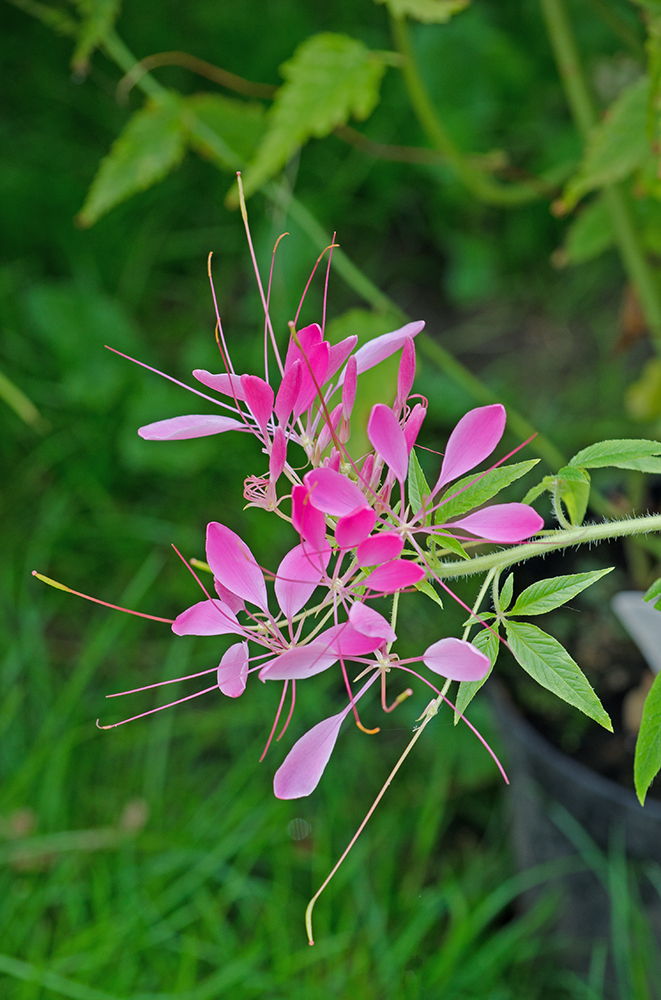 DSC_1163.jpg