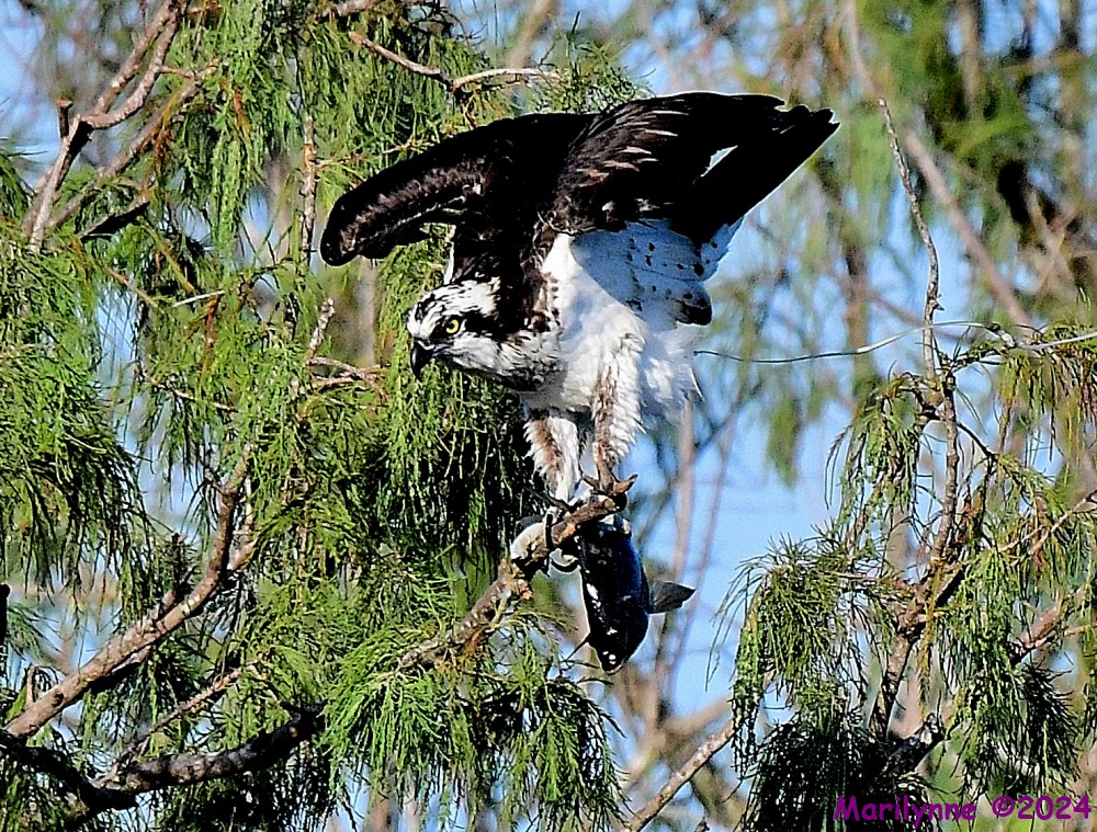 DSC_1163_001.JPG