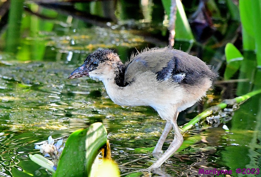 DSC_1164_001.JPG