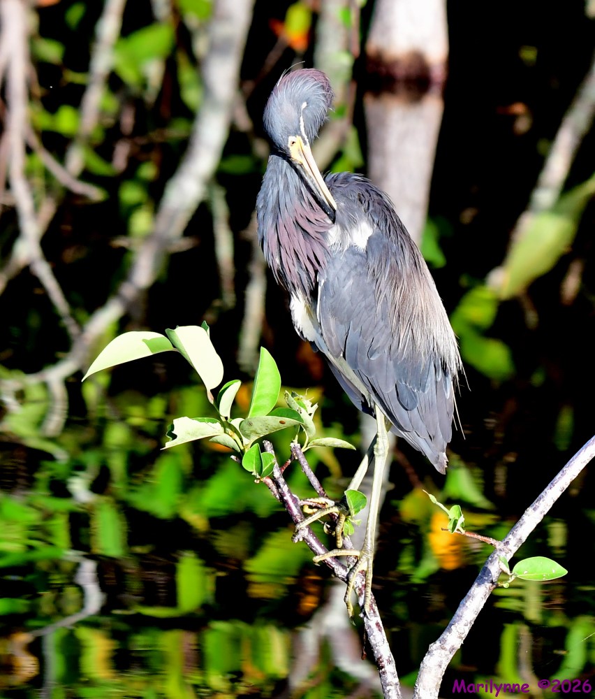 DSC_1164_001.JPG