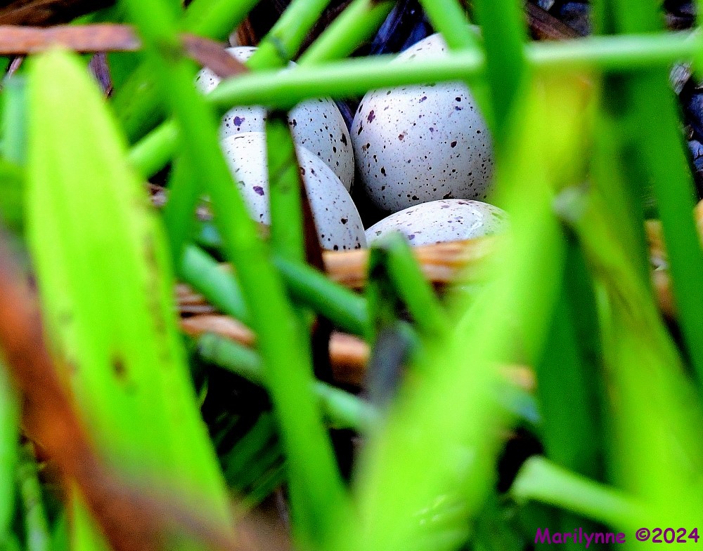 DSC_1167_001.JPG