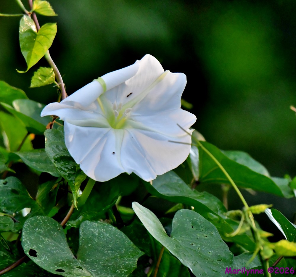 DSC_1169_001.JPG
