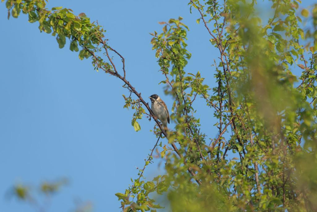 DSC_1170-2b.jpg