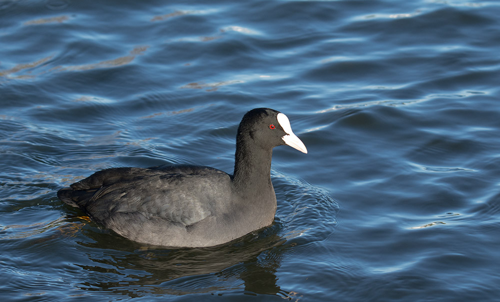 DSC_1170.jpg
