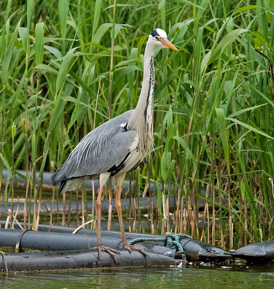 DSC_1172.jpg