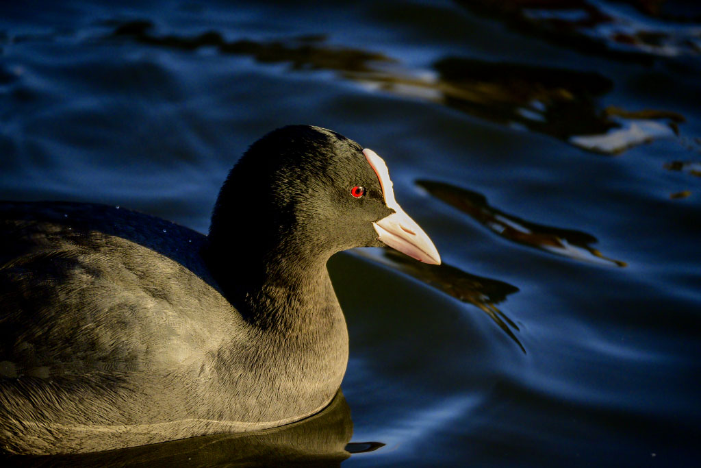DSC_1172.jpg