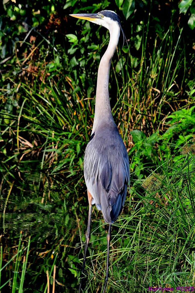 DSC_1172_001.JPG
