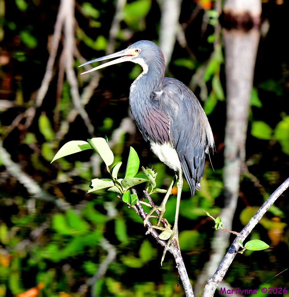 DSC_1172_001.JPG