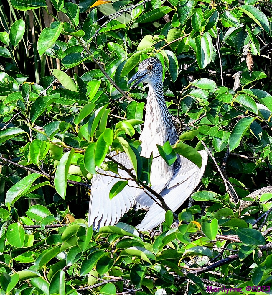 DSC_1175_001.JPG