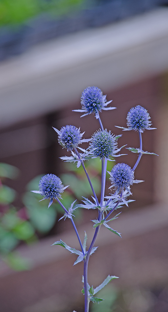DSC_1176.jpg