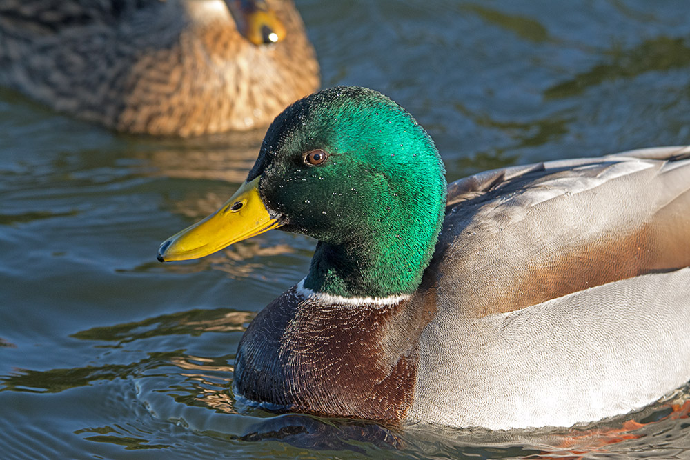 DSC_1176.jpg