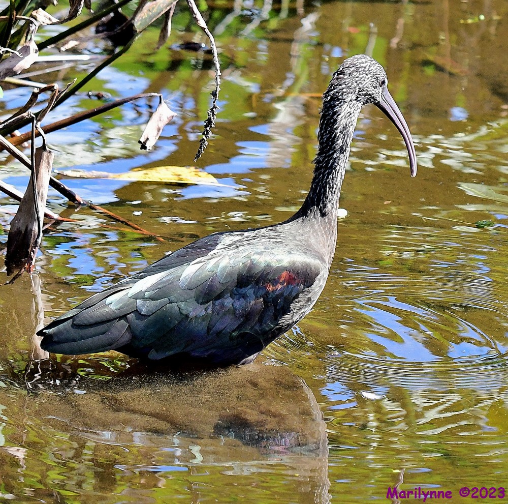 DSC_1176_001.JPG