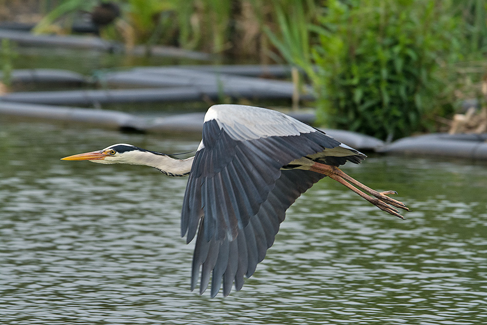 DSC_1177.jpg