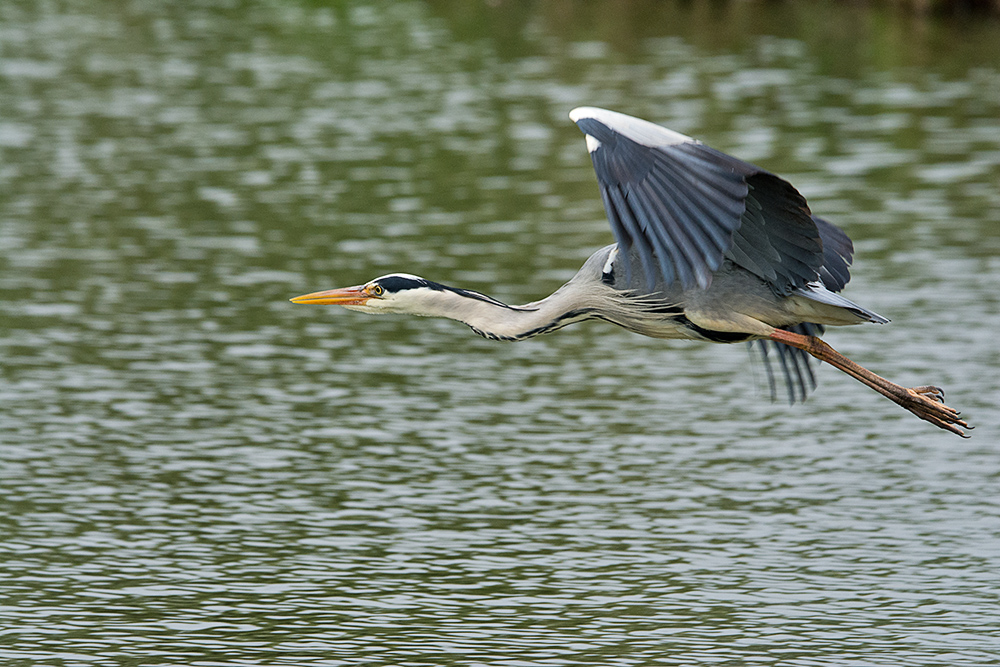 DSC_1178.jpg
