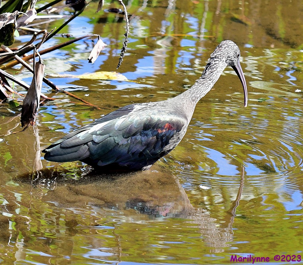 DSC_1178_001.JPG