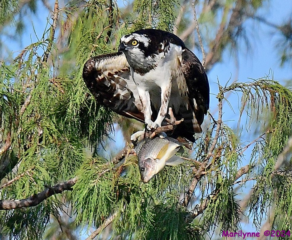 DSC_1178_001.JPG
