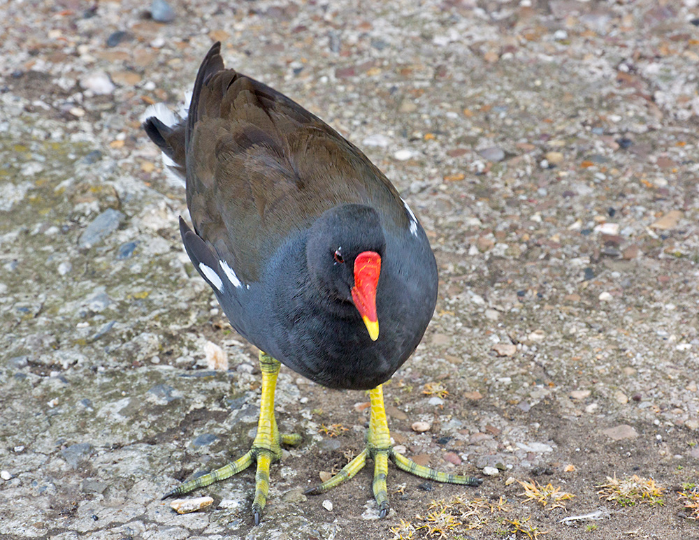 DSC_1179.jpg