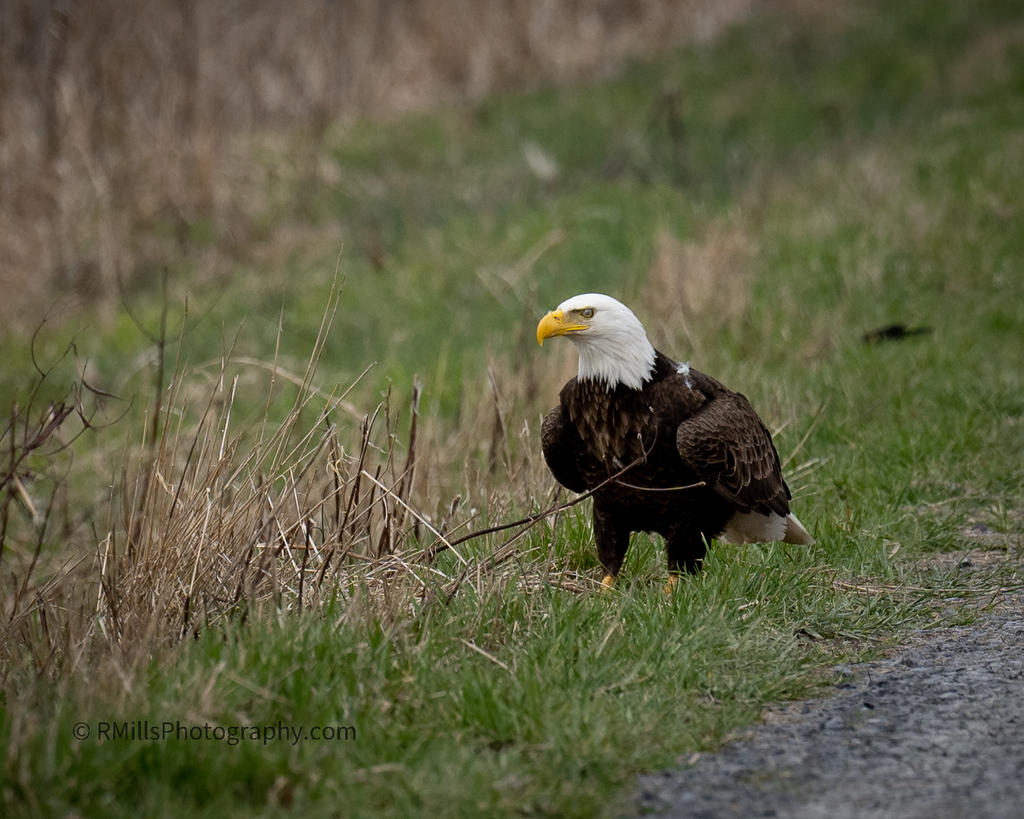DSC_1180.jpg
