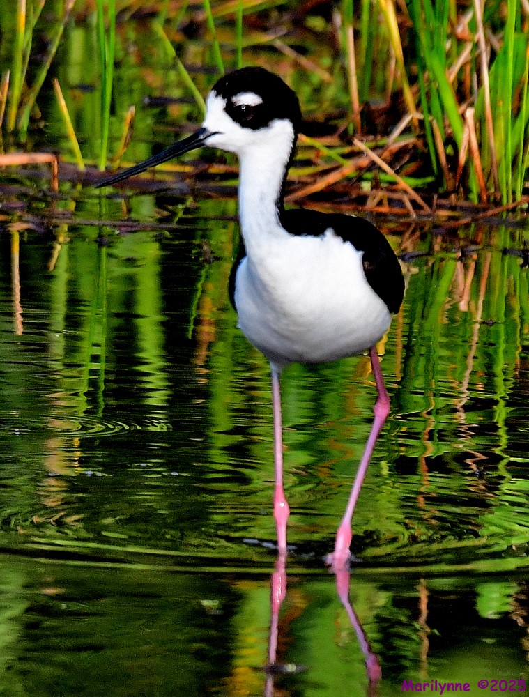 DSC_1180_001.JPG