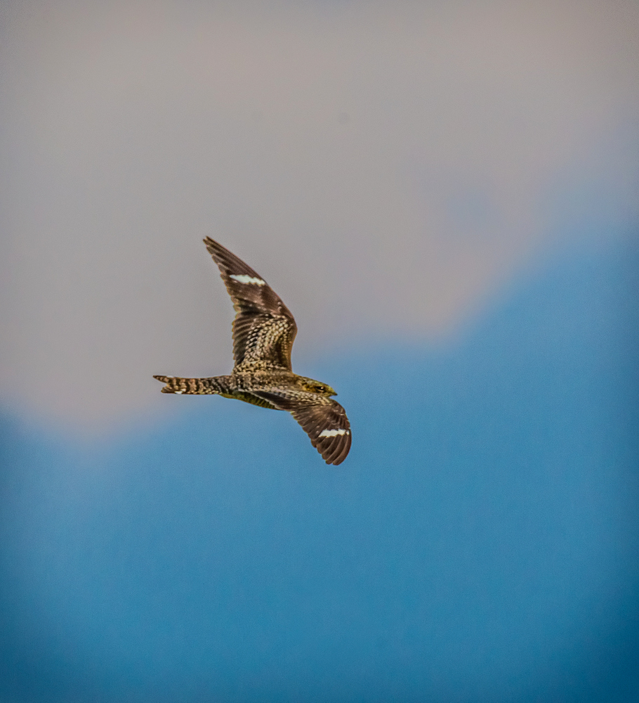 DSC_1181-Edit.jpg