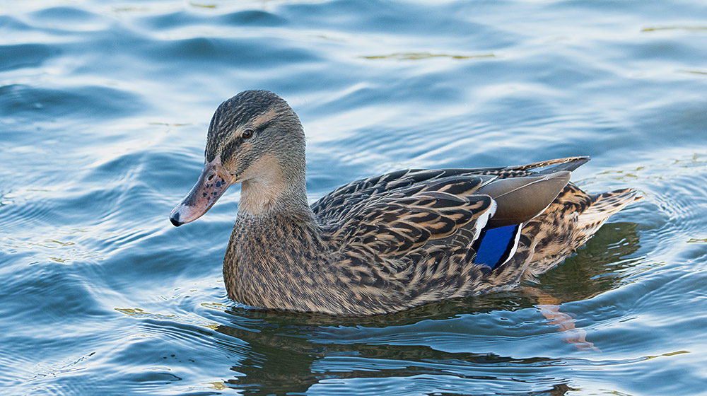 DSC_1182.jpg