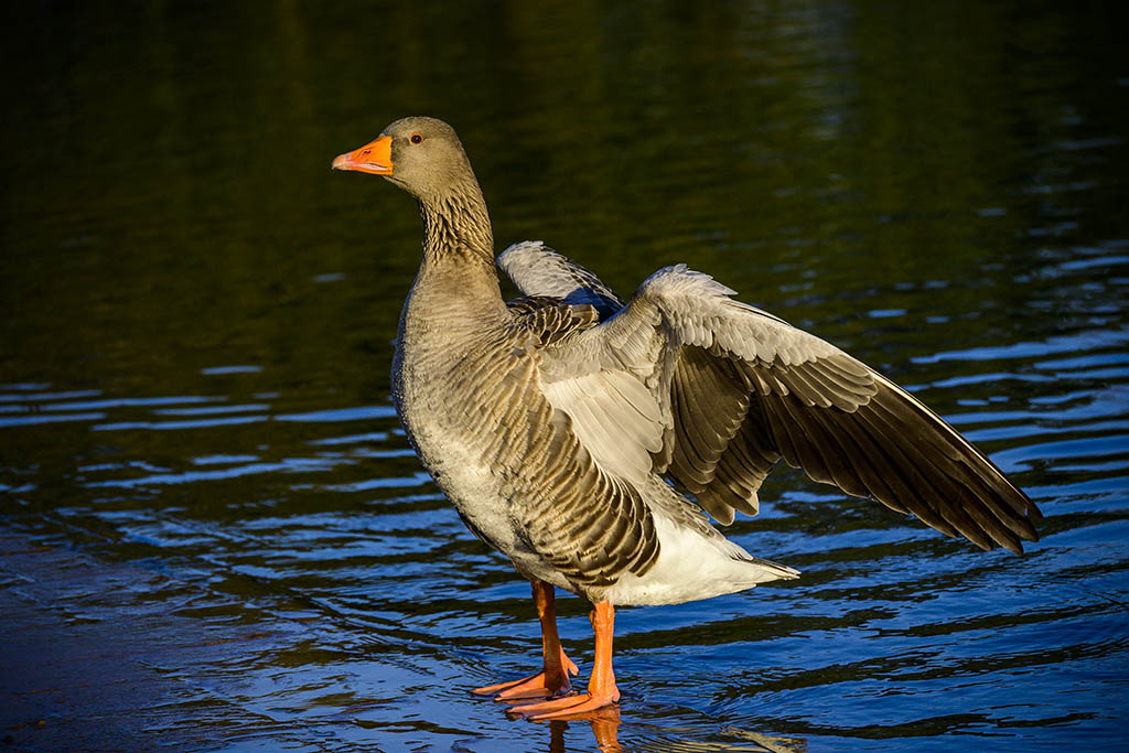 DSC_1183.jpg