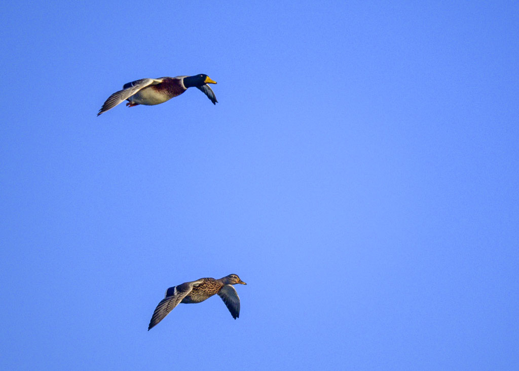 DSC_1184.jpg