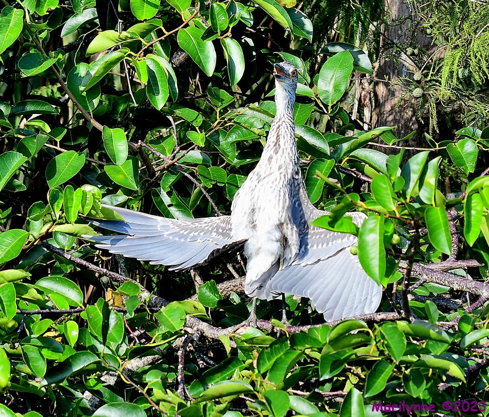 DSC_1184_001.JPG