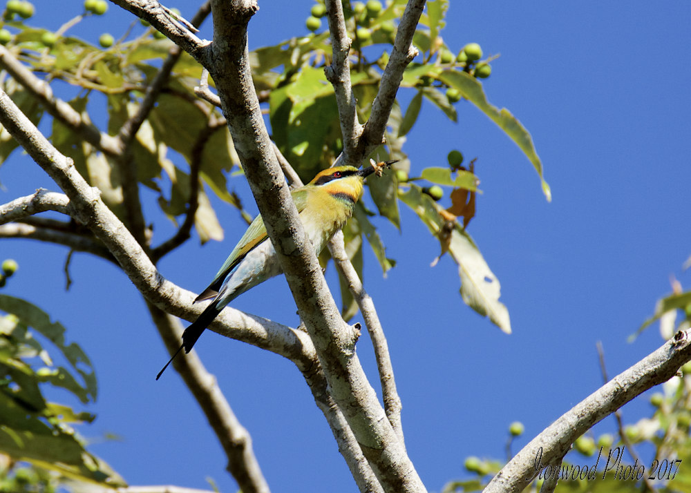 DSC_1185.jpg