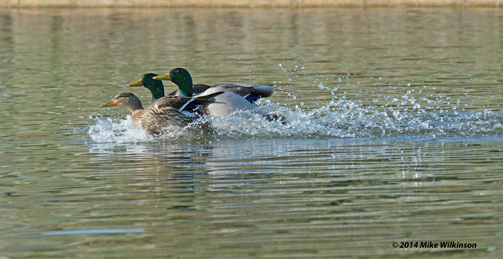 DSC_1185.jpg