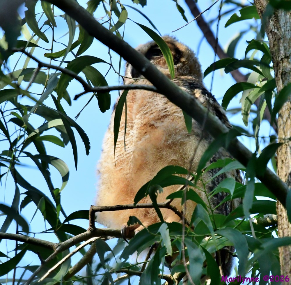 DSC_1185_001.JPG