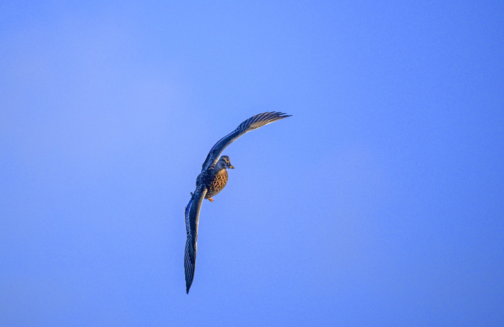 DSC_1187.jpg