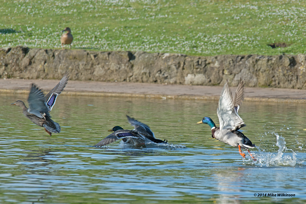 DSC_1187.jpg