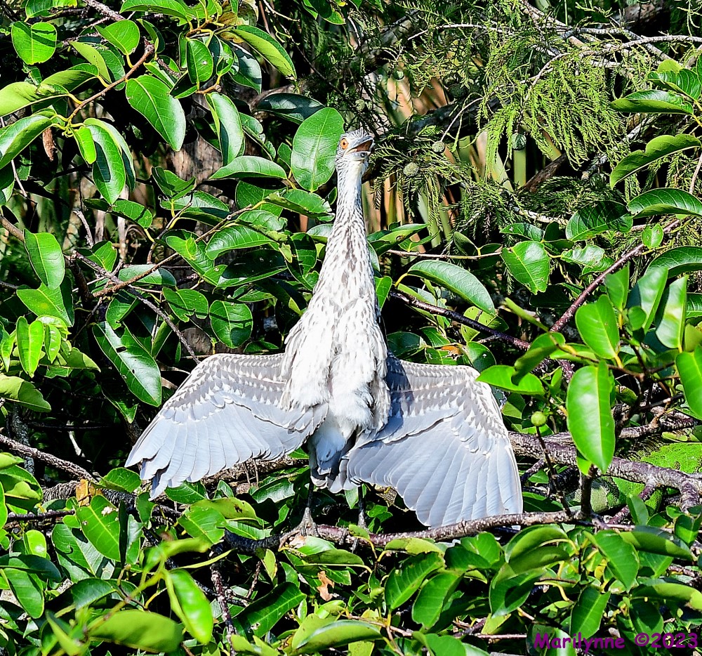 DSC_1187_001.JPG