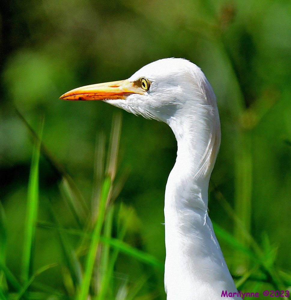 DSC_1188_001.JPG