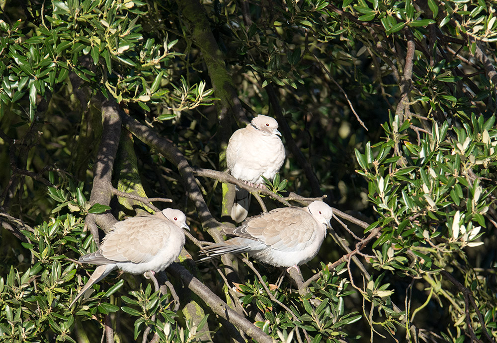 DSC_1189.jpg